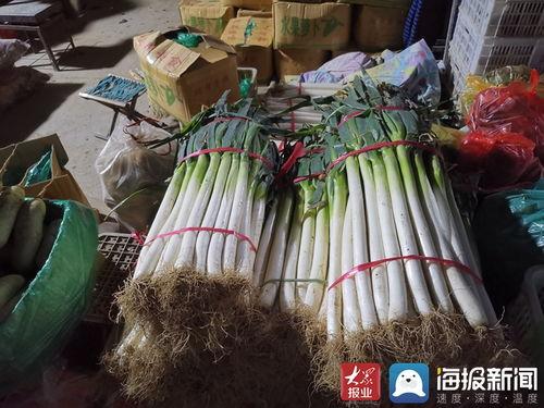 济南大葱价格最新爆料,最新市场行情揭秘  第3张
